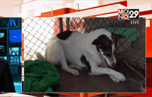 แจ้งความสุนัขถูกยิงจนตาบอด