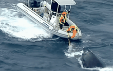 ช่วยลูกวาฬหลังค่อมในออสเตรเลีย