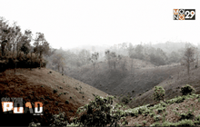 ทวงคืนเพื่อฟื้นผืนป่า