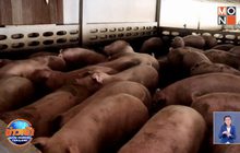 สั่งคุมเข้มชายแดนป้องกันอหิวาต์แอฟริกาในสุกร