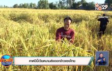 คาดปีนี้เวียดนามส่งออกข้าวแซงไทย