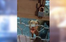 ผวา! ปล่อยสุนัขอเมริกันพิทบลูวิ่งเล่นในคอนโด