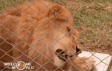 ช่วยสิงโตกว่า 30 ตัว ในเปรู-โคลอมเบีย