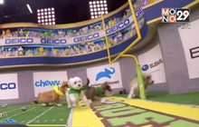 เจ้าตูบเตรียมตะลุย Puppy Bowl ครั้งที่ 15