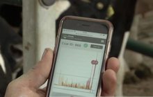 เทคโนโลยี 5G ช่วยเพิ่มผลผลิตในฟาร์มโคนม
