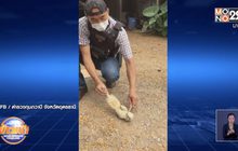 ชื่นชม ตำรวจซีพีอาร์กระรอกเผือกโดนไฟช็อตรอดตาย