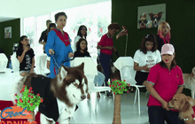 ธุรกิจจัดงานแต่งงานสุนัข