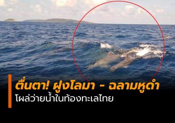 ตื่นตา! ฝูงโลมา – ฉลามหูดำ โผล่ว่ายน้ำในท้องทะเลไทย