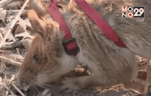 กัมพูชาใช้หนูค้นหากับระเบิด