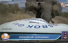 ช้างป่าแอฟริกา คลั่ง พุ่งเข้าชนรถปิคอัพ