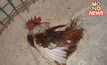 อากาศร้อนจัด! ไก่ชนโคราชล้มตาย เกษตรกรสูญเสียหนัก