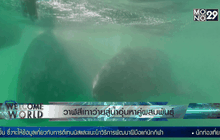 วาฬสีเทาว่ายสู่น้ำอุ่นหาคู่ผสมพันธุ์
