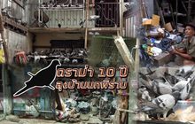 ดราม่า 10 ปี ลุงบ้านนกพิราบ