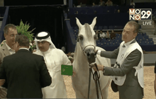 งานแสดงม้าอาหรับที่โมรอกโก