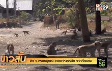 ลิง จ.เพชรบูรณ์ ขาดอาหารหนัก จากภัยแล้ง