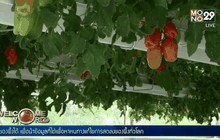 ไฮโดรโปนิกส์-การเกษตรแห่งอนาคต