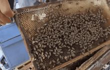 ภัยแล้งกระทบเลี้ยงผึ้ง พิษณุโลก