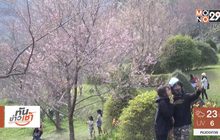 แห่ชม”ซากุระเมืองไทย” บานเต็มหุบเขาขุนช่างเคี่ยน