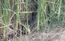 เร่งจับจระเข้หลุดบ่อกำแพงแสน 960 ตัว