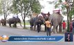 ผลกระทบโควิด ช้างตกงานเดินเท้ากลับ จ.สุรินทร์