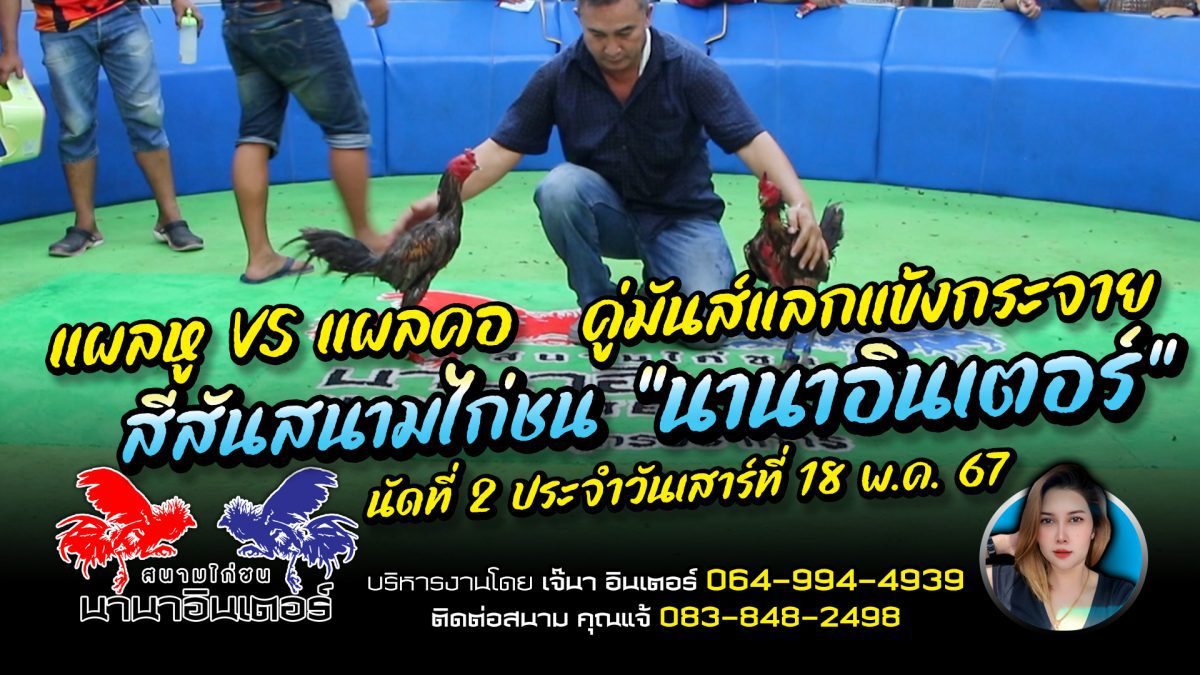 แผลหู แผลคอ คู่มันส์ สนามไก่ชน “นานาอินเตอร์” นัดที่ 2 ประจำวันเสาร์ที่ 18 พ.ค. 67