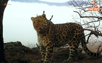 “รัสเซีย” อวดภาพหายาก “เสือดาวอามูร์” เสี่ยงสูญพันธุ์สูง