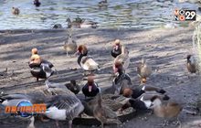 ศาลฝรั่งเศสตัดสินเสียงเป็ดร้องไม่ผิด