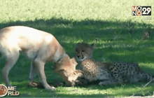 คู่หูคู่ใหม่ในสวนสัตว์เมโทรริชมอนด์