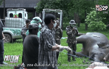 แจ้งเอาผิดทำร้ายช้างป่า จ.ประจวบคีรีขันธ์