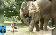 ช้างพิการในไทยรับขาเทียมใหม่
