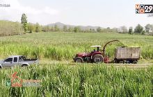 หญ้าเนเปีย พืชเศรษฐกิจ