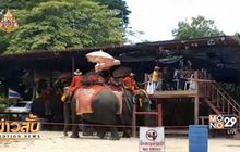 เจ้าของวังช้างอยุธยาขอความเป็นธรรมถูกสั่งย้ายช้าง