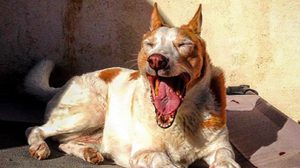 43+ Yawning Dogs Might Awake You