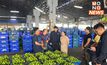 พาณิชย์ดึงผู้ประกอบการช่วยซื้อมะนาวเพชรบุรี 50 ตัน แก้ราคาตก