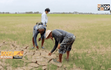 ฝนตกภาคเหนือ-ชาวนาภาคกลางยังระทม