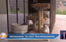 เครือข่ายยาเสพติด”กุ๊ก ระยอง”ซื้อแมวราคาแพงฟอกเงิน