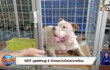 WDT ดูแลพิทบลู 6 ตัวจนกว่าเจ้าของจะพร้อม
