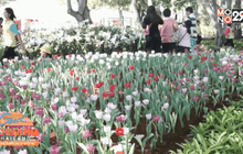 จ.ขอนแก่น เร่งเปลี่ยนต้นทิวลิป-ลิลลี่ 2,665 ต้น