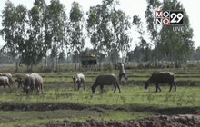 ชาวนาร้องสูบน้ำจากแม่น้ำปิงเข้านาข้าว