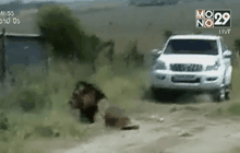 สิงโตหลุดจากอุทยาน ไล่กัดคนในเคนยา