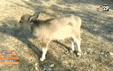 ชาวบ้านผวา ฝูงหมาดำบุกกัดลูกกระบือตายหลายตัว 