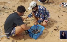 หอยนับล้านตัวเกยหาดจอมเทียน  ชาวบ้านแห่เก็บ