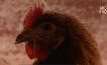 เทคโนโลยีแสงช่วยลดความเครียดของไก่