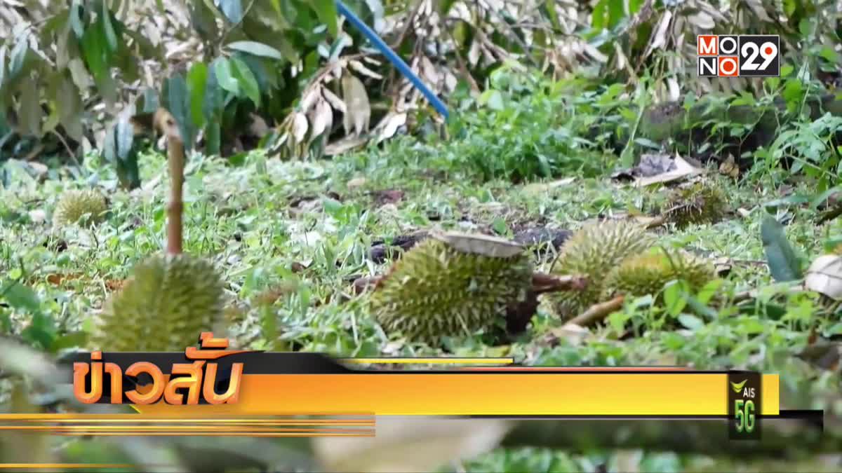 พายุพัดสวนทุเรียนเสียหาย จ.ระนอง