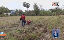 ชาวนาล่าปลาไหล สร้างรายได้ช่วงแล้ง