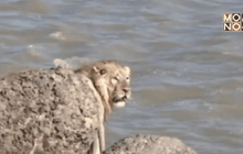 ช่วยสิงโตขึ้นจากทะเลในอินเดีย