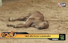 “ลัมปี สกิน”ระบาด จ.นครราชสีมา