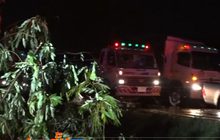 ฝนถล่มต้นไม้โค่น ถ.มิตรภาพอัมพาตนาน 2 ชม.