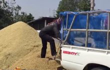 เกษตรหวั่นข้าวหอมมะลิราคาตก