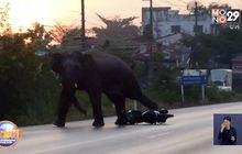 ช้างป่าสีดอเขาอ่างฤาไน อารมณ์เสีย กระทืบ จยย.นักข่าวพัง